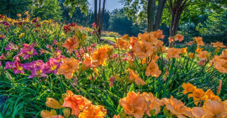 34 Cheap Perennials to Grow That Will Make Your Garden Full of Color