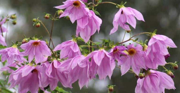 35 Gorgeous Climbing Plants That Outshine Clematis