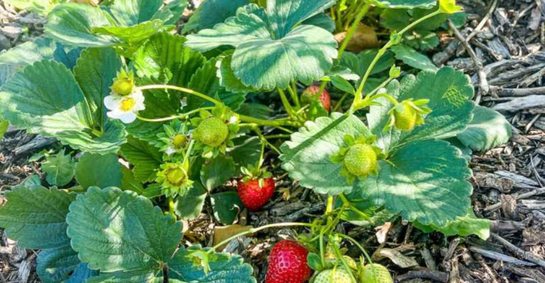35 Mud-Loving Crops That Thrive in Mississippi’s Hot, Wet Summers