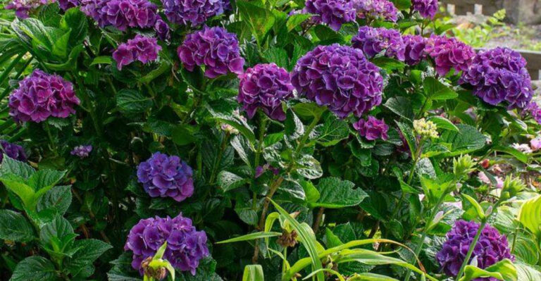 35 Partial Shade-Loving Plants That Will Transform the Dim Corners of Your Yard