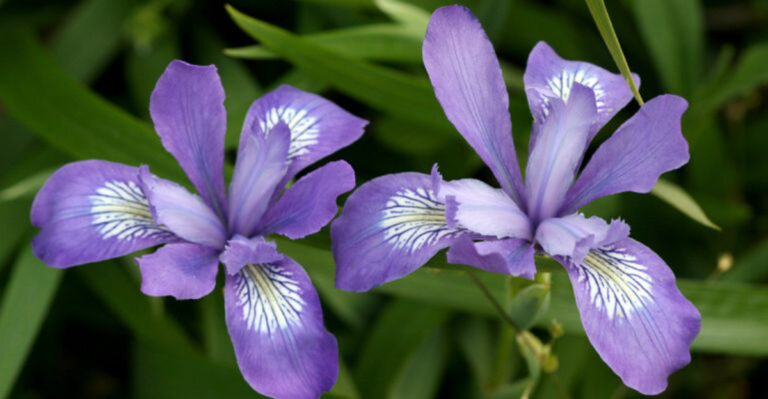 35 Top-Rated Perennials Perfect for Every Corner of the U.S
