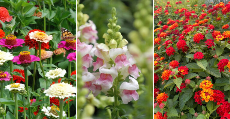37 Gorgeous Plants to Grow Instead of Pansies for a More Colorful Garden