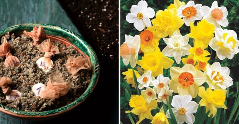5 Big Mistakes to Avoid When Growing Daffodils from Seed (And 10 Secrets for a Stunning Spring Garden)