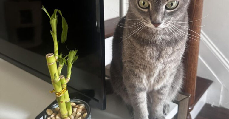 5 Common Plants That Are Toxic to Cats (And 5 Cat-Friendly Alternatives)