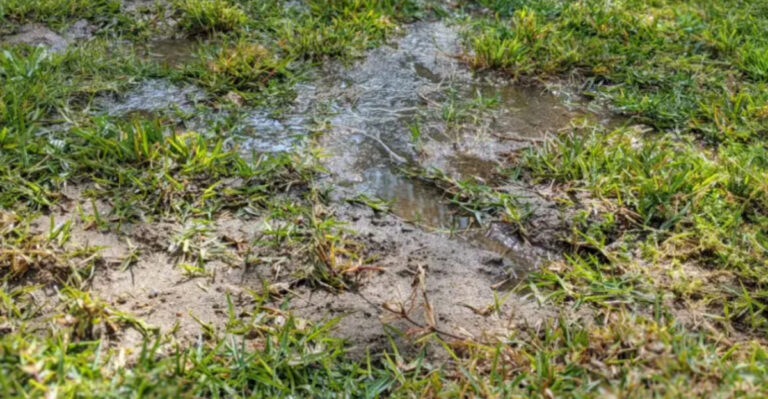 5 Lawn Care Mistakes to Avoid After Rain (And 3 Smart Moves to Make Instead)