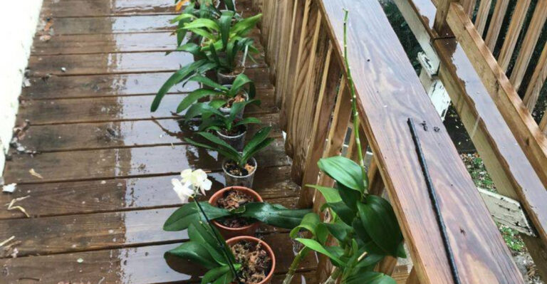 5 Surprising Ways Moving Your Orchid Outside Can Bring It Back to Life