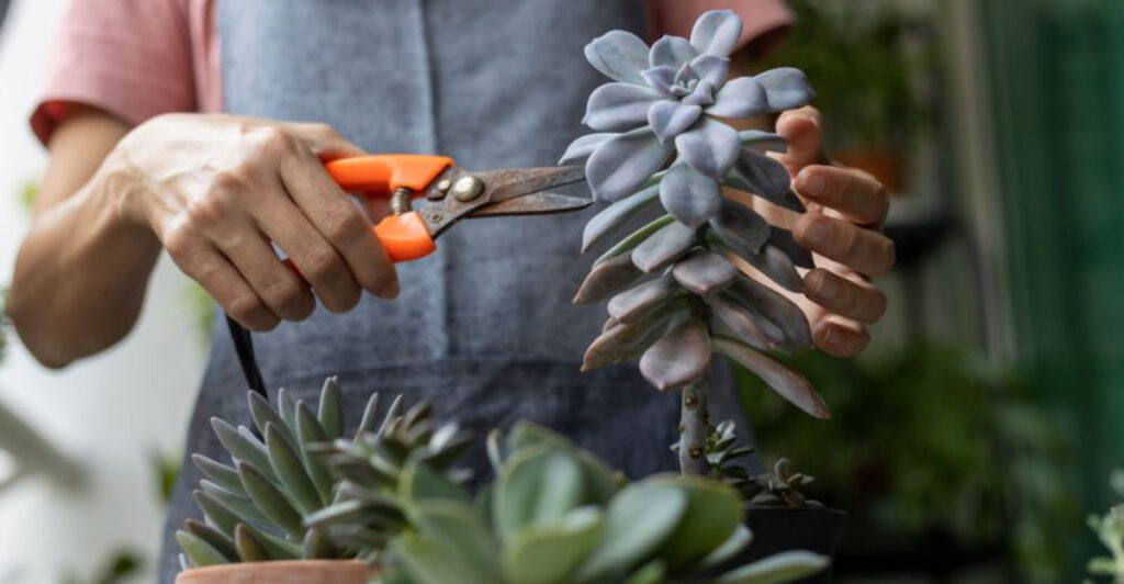 6 Genius Tricks That Bring Dead-Looking Succulents Back to Life