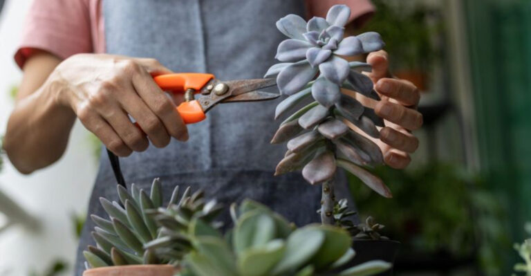 6 Genius Tricks That Bring Dead-Looking Succulents Back to Life
