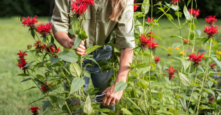 7 Easy Ways to Propagate Bee Balm for a Bloom-Filled Garden