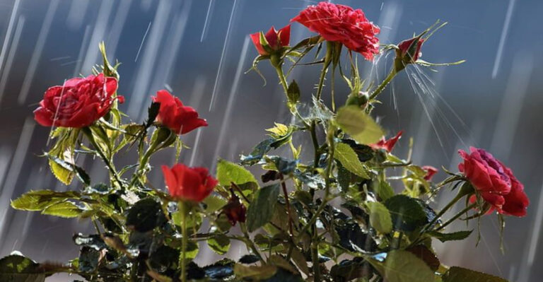 7 Essential Things to Do for Your Roses After Heavy Rain