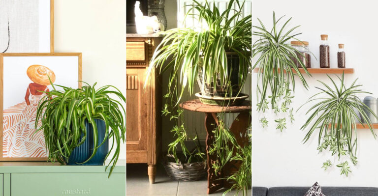 7 Expert Tips to Turn Your Spider Plant into a Lush Showpiece