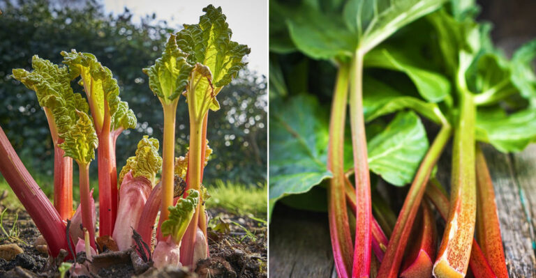 7 Must-Know Rhubarb Growing Tips for a Bountiful Harvest