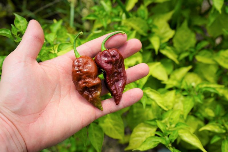 Chocolate Bhutlah
