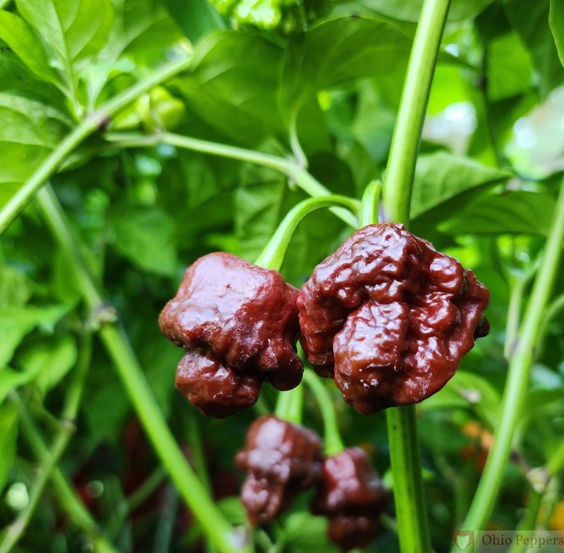 7 Pot Douglah (Chocolate 7 Pot)