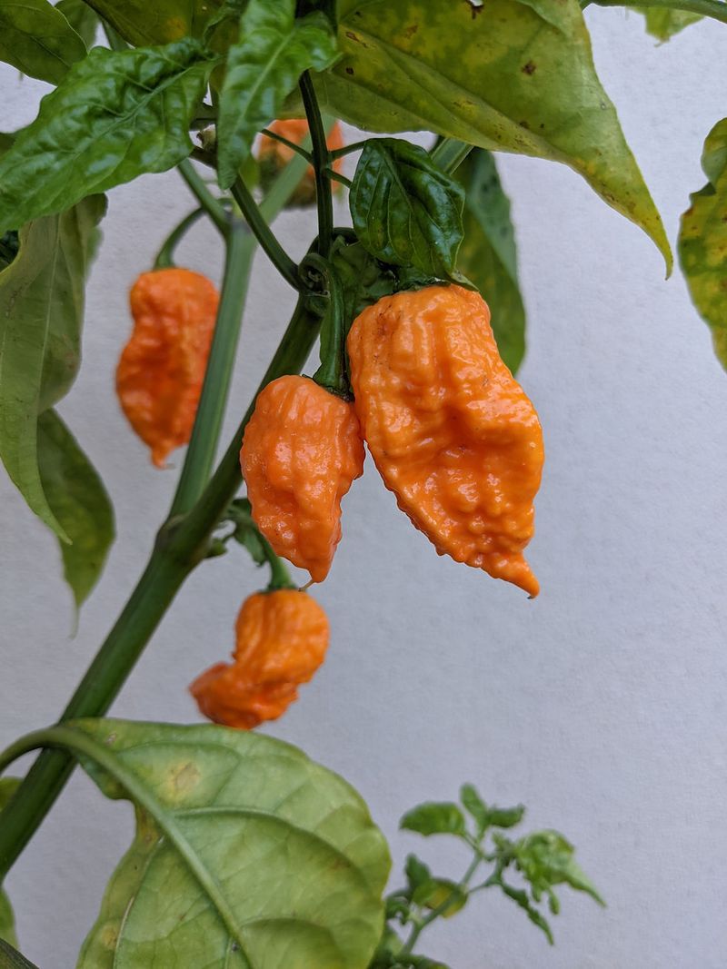 Bhut Orange Copenhagen