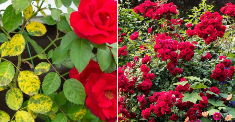 7 Reasons You Should Never Skip Fertilizing Your Roses