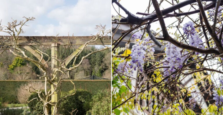 7 Reasons Your Wisteria Isn’t Blooming—And How to Fix Them