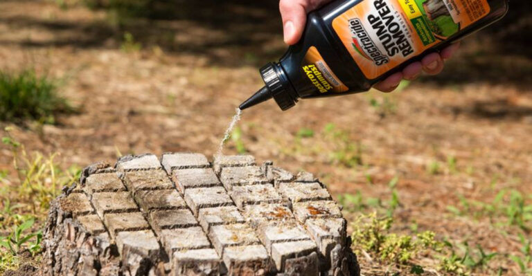 7 Safe and Easy Ways to Remove a Tree Stump from Your Yard