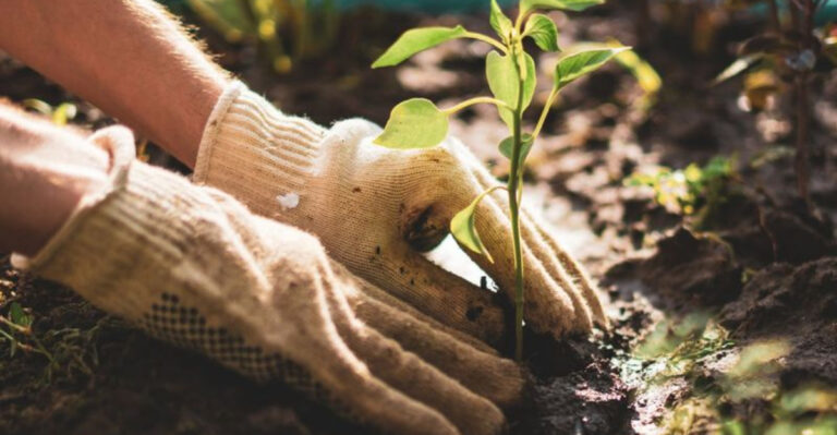 7 Smart Reasons to Buy Seedlings Instead of Starting Seeds