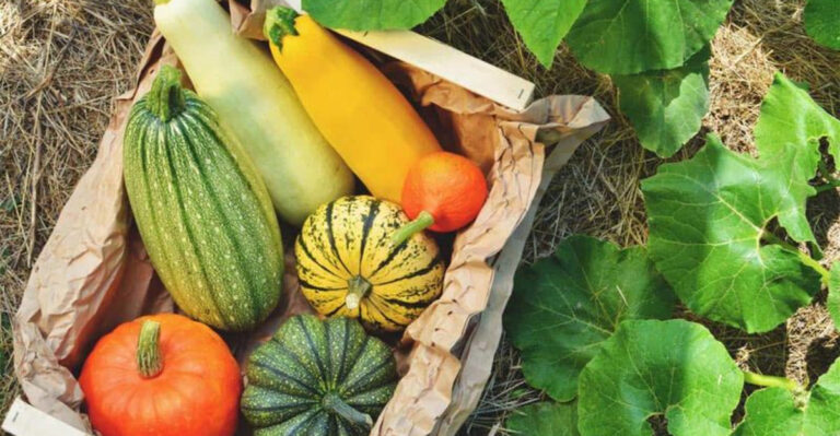 7 Things You Should Never Plant Next to Zucchini