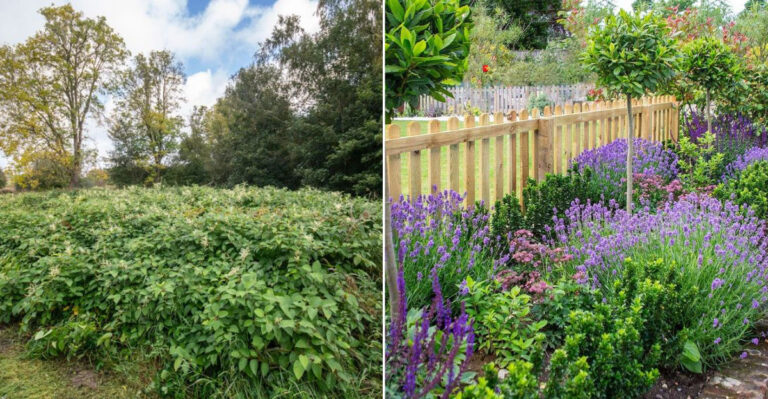 9 Border Plants That Take Over and 9 That Stay Tidy Without Constant Trimming