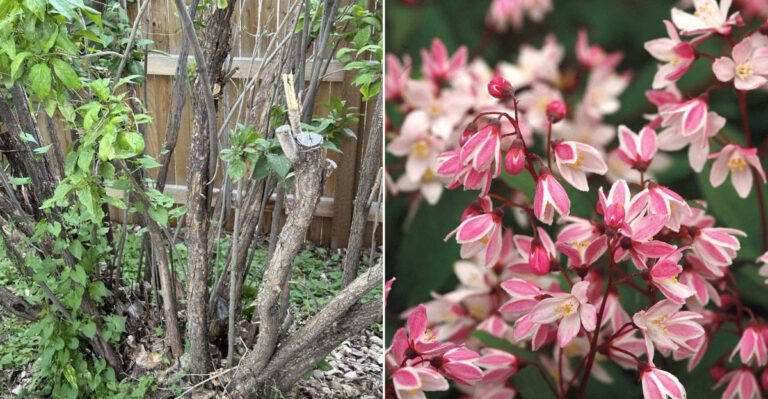 9 Flowering Shrubs That Disappoint—and 9 Stunning Varieties That Never Fail to Bloom