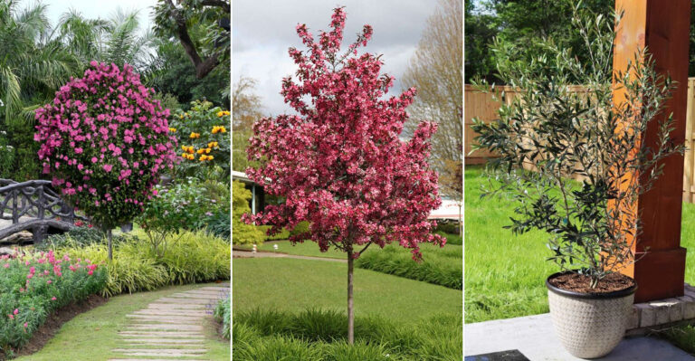 9 Tiny Trees with Massive Visual Appeal for Small Yards