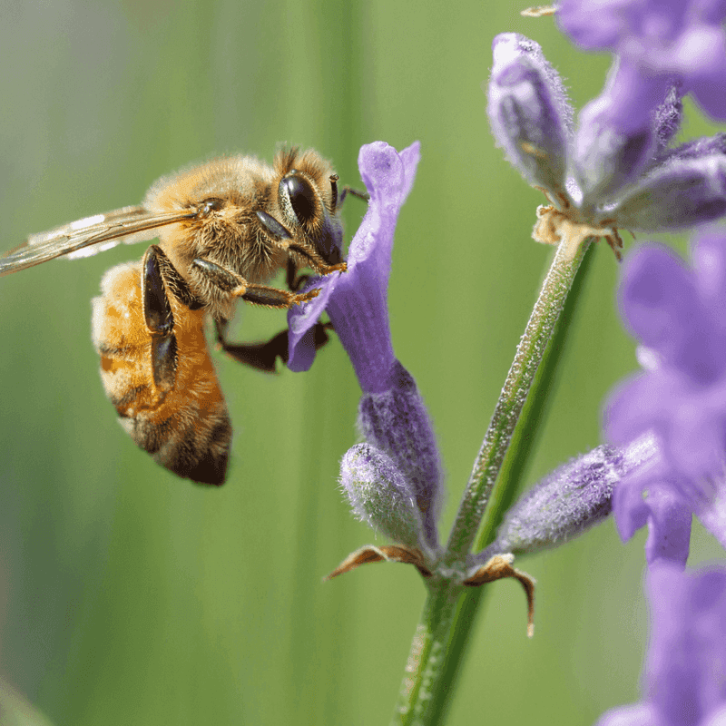 Include Pollinator Plants
