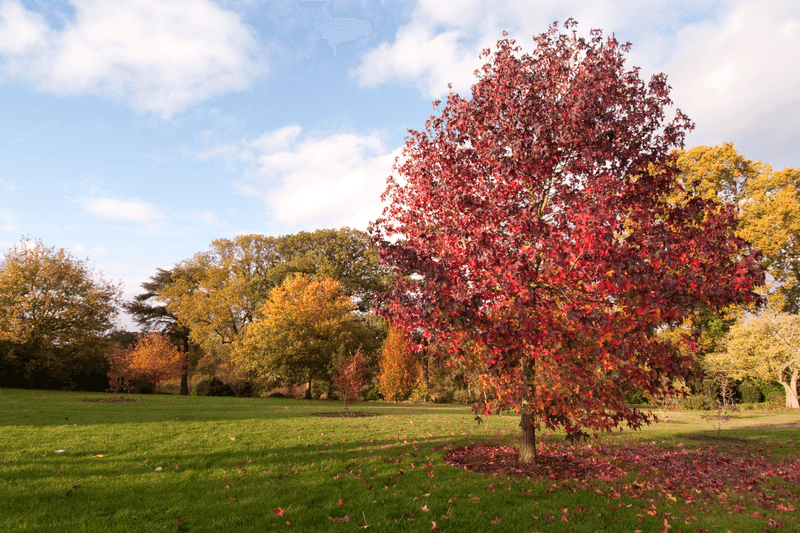 Sweetgum