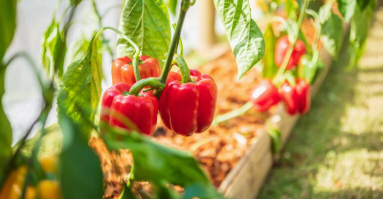 Are You Killing Your Pepper Plants? 15 Mistakes You Don’t Know You’re Making