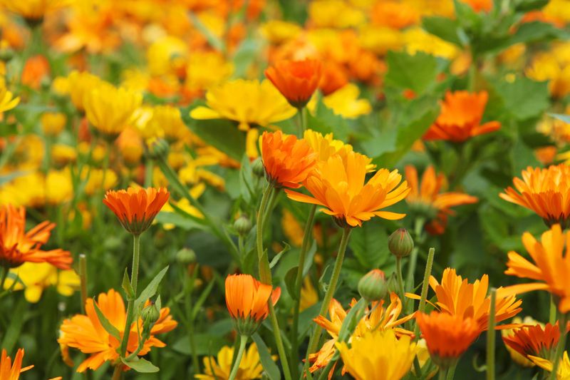 Calendula (Calendula officinalis)