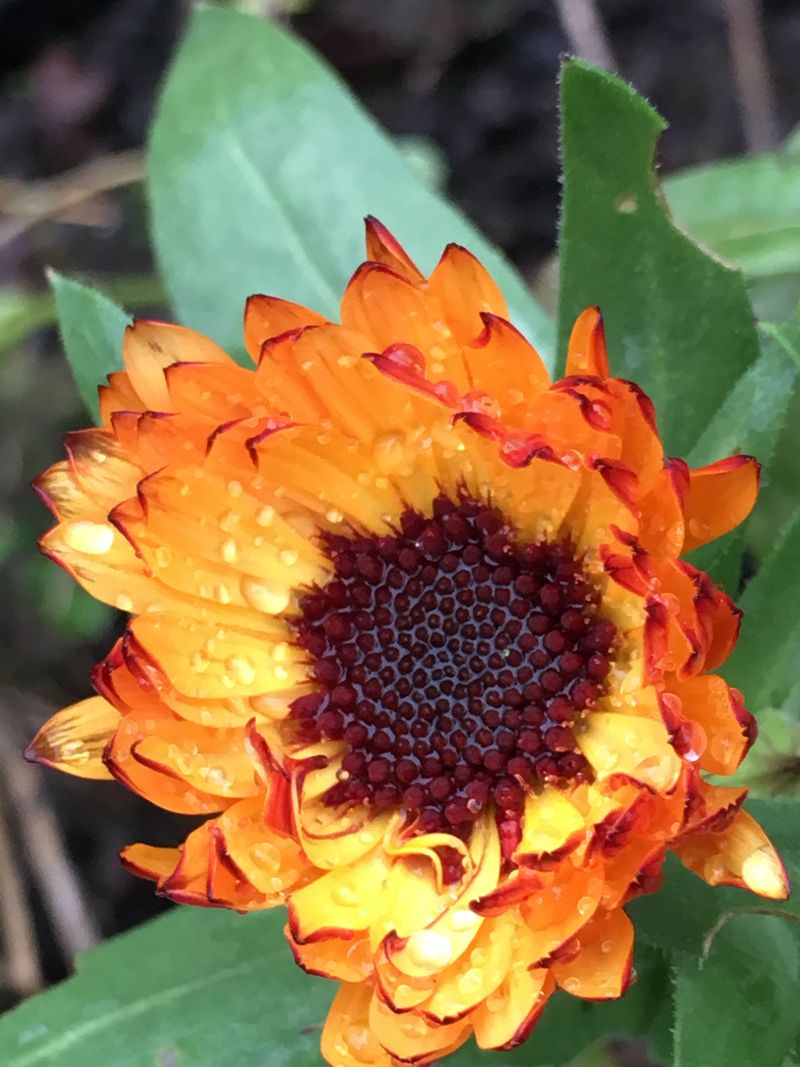 Calendula