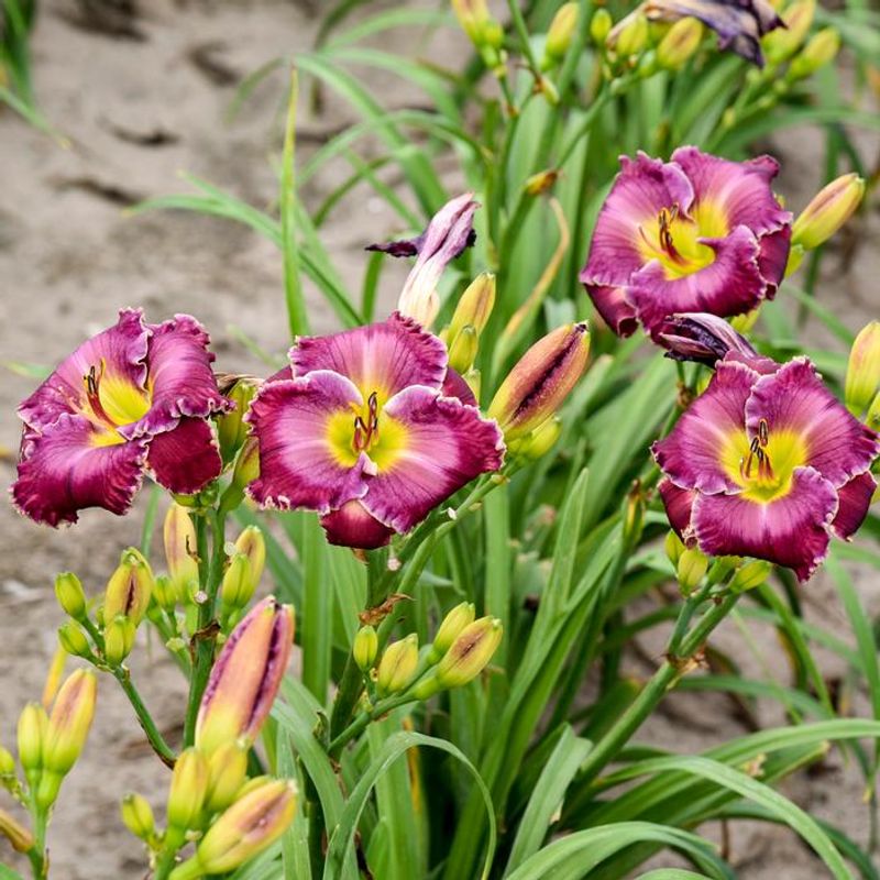 Daylilies
