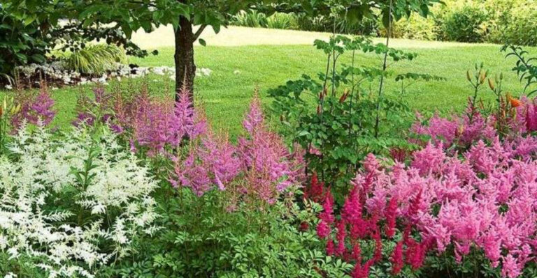 Astilbe Plants: The Secret to a Lush, Low-Maintenance Shade Garden