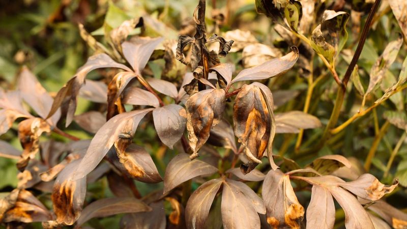 Do Not Ignore Signs of Disease