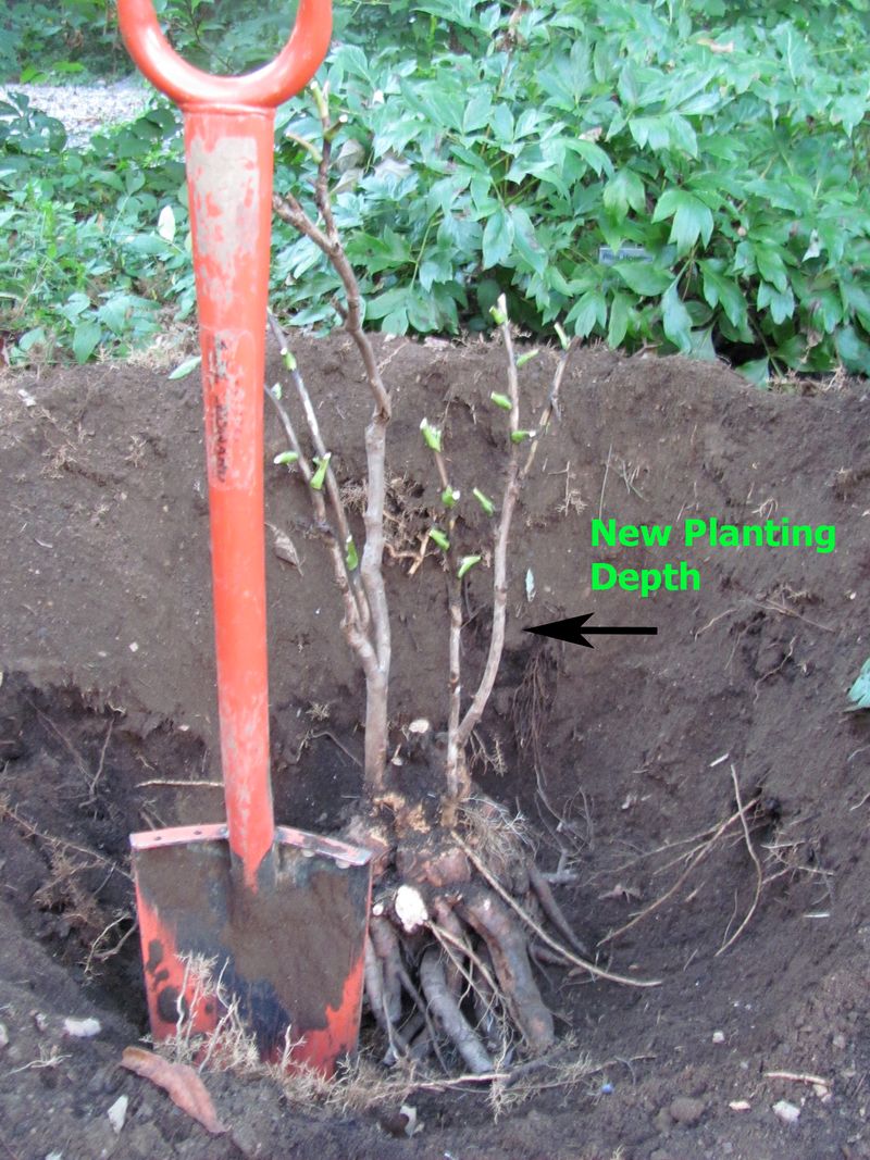 Never Plant Too Deeply