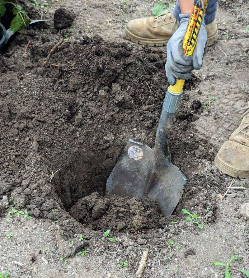 Plant in Well-Drained Soil