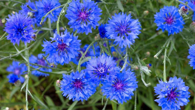 Cornflower (Centaurea cyanus)