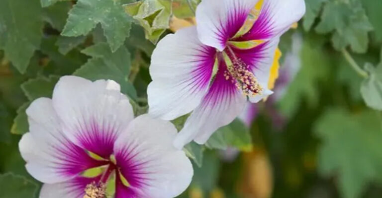 Bad Soil? No Problem! These 25 Perennials Still Thrive