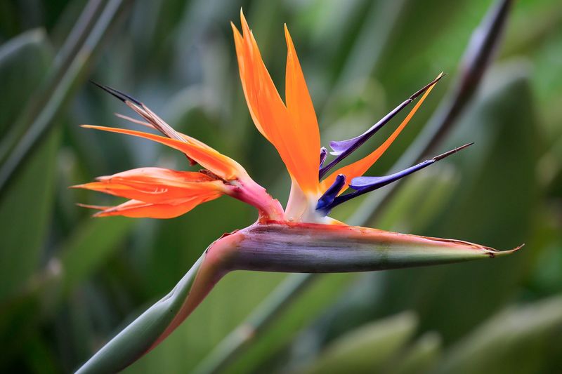 Bird of Paradise (Strelitzia reginae)