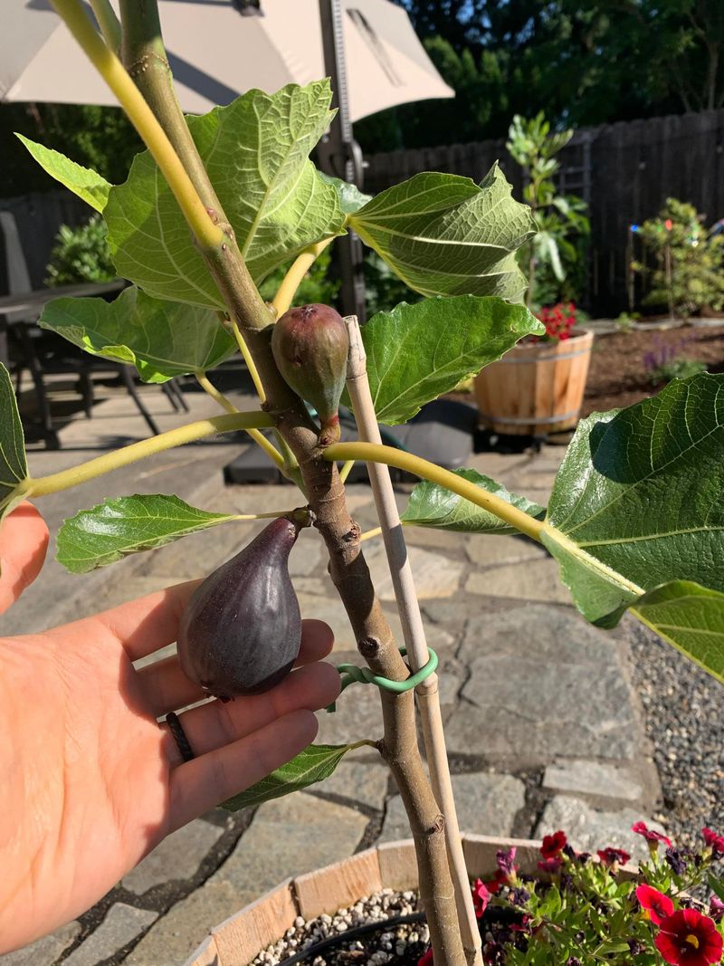 Dwarf Fig ‘Petite Negra’