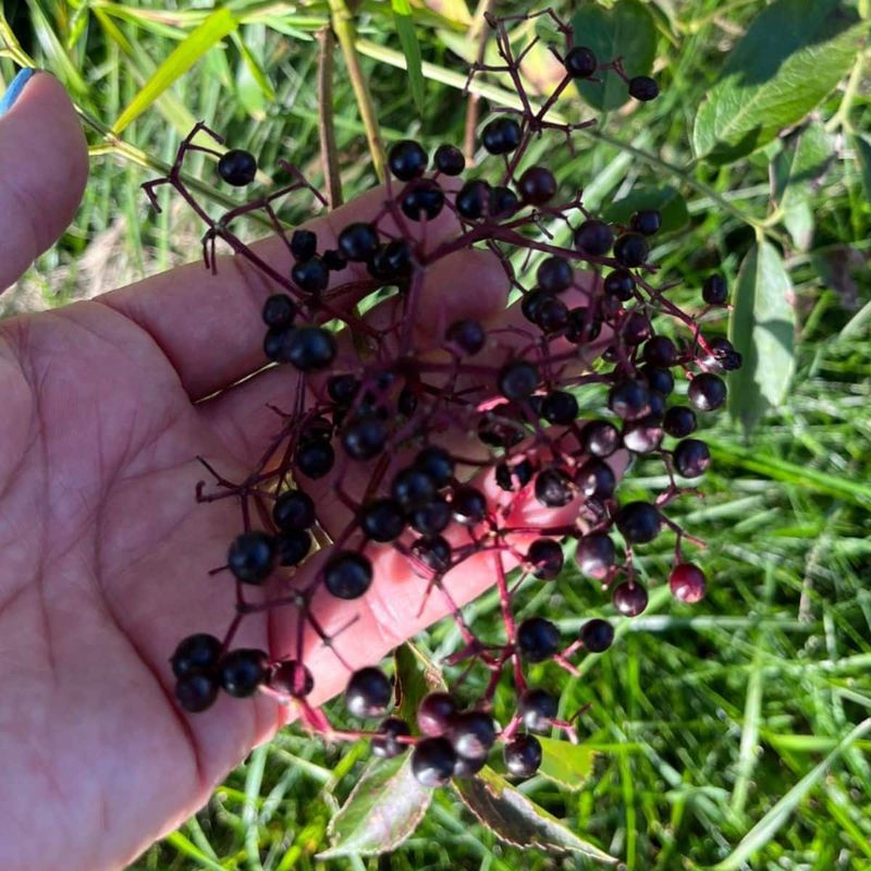 Harvest When Deep Purple & Plump