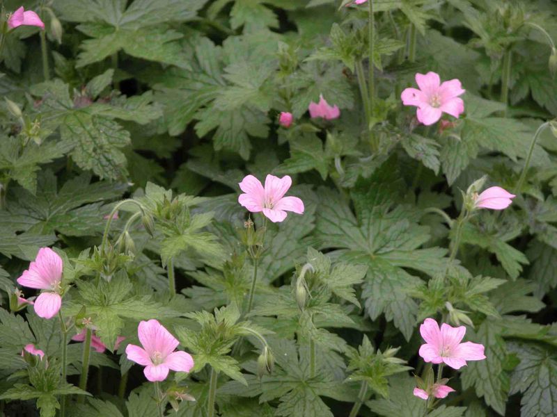Cranesbill (Hardy Geranium)