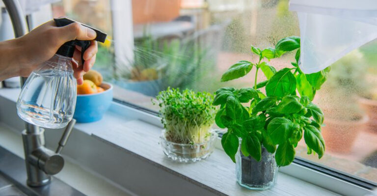 Beginner’s Guide to Growing Fresh Herbs Indoors