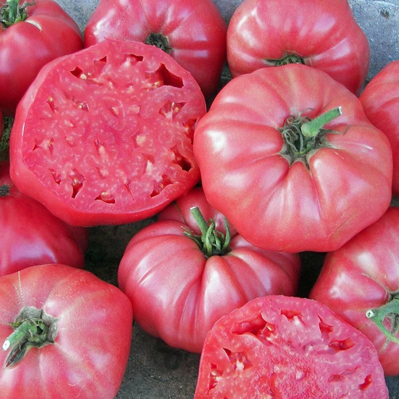 Tomato ‘Brandywine’