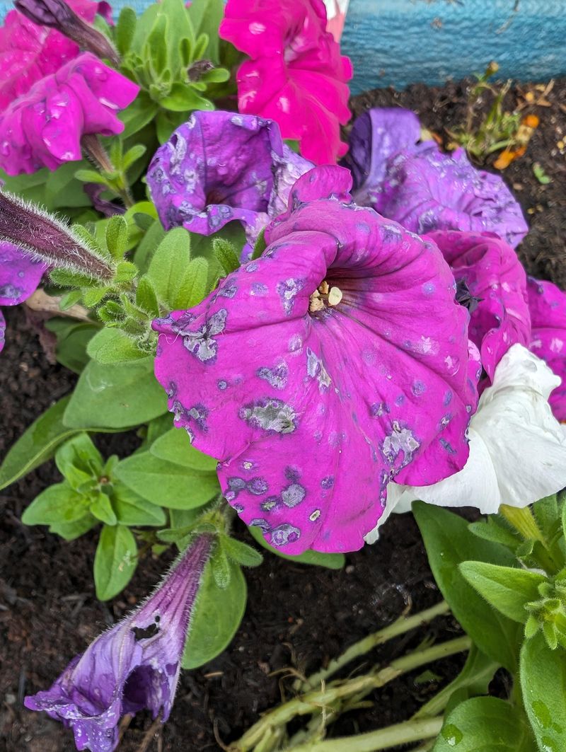 Petunias