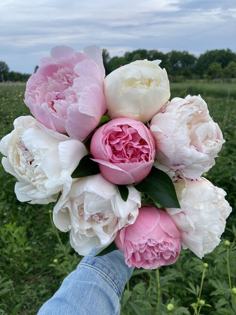 Peonies