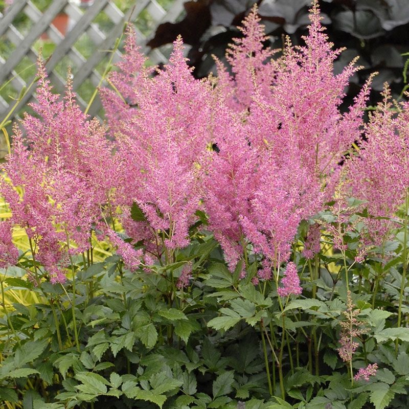 Astilbe