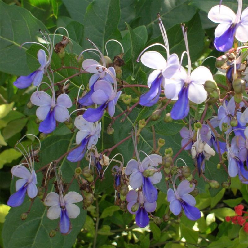 Blue Butterfly Bush (Clerodendrum ugandense)