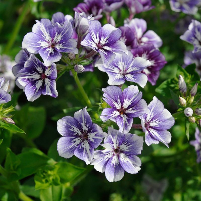 Phlox drummondii (Annual Phlox)